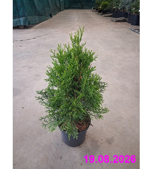 Chamaecyparis l. 'Ilona' C 2 L